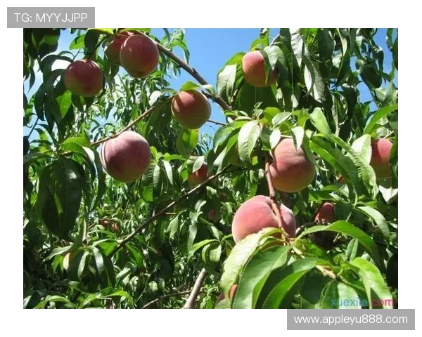 乐鱼注册登录入口：官方最新入口地址及登录界面操作指南详解